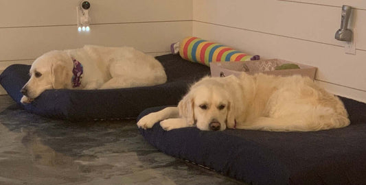 Does a Dog or Cat Need a Pet Bed?