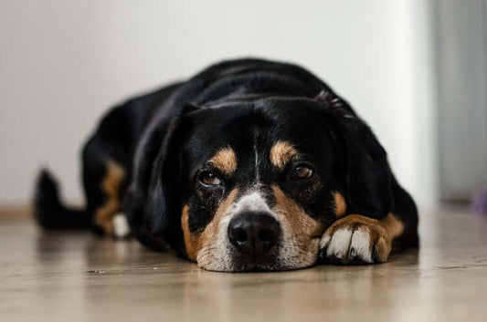 Dog health and PawSheets dog bed sheets