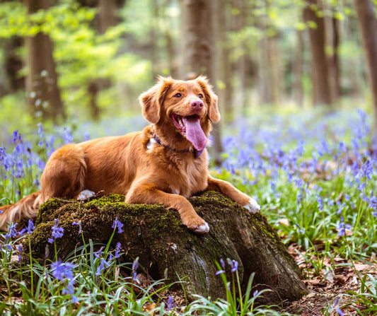 How to Identify, Treat and Prevent Dehydration in Dogs