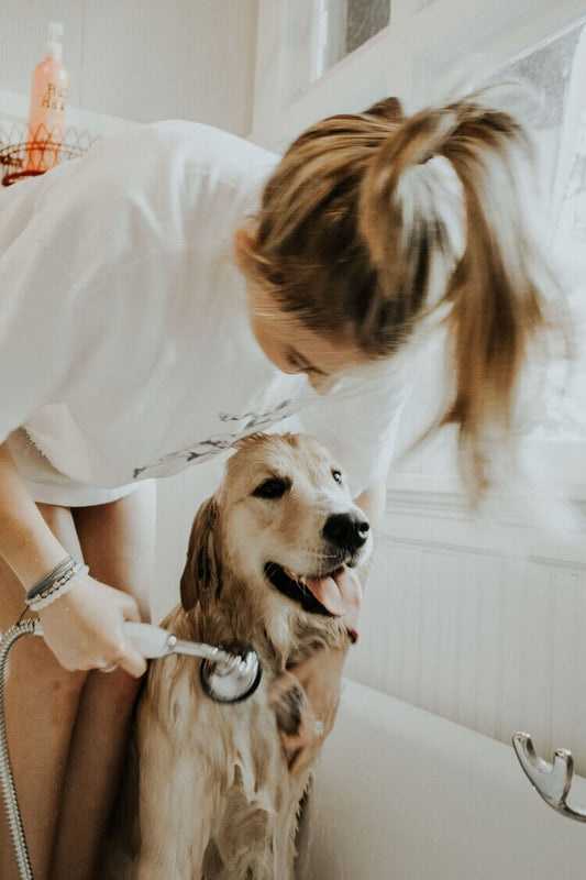 How to Bathe Your Dog at Home
