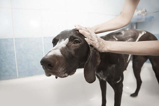 PawSheets help you keep a dog bed clean