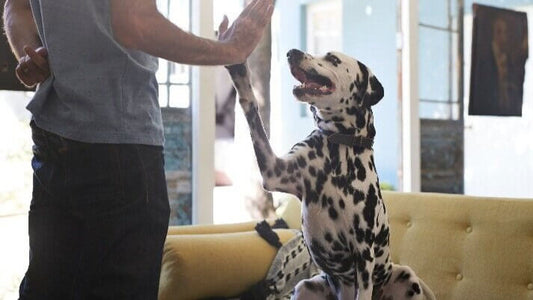 What You Need to Know About Pets and Renters Insurance