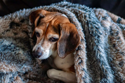 Pet Insurance: - 10 Best Pet Insurance Plan Reviews