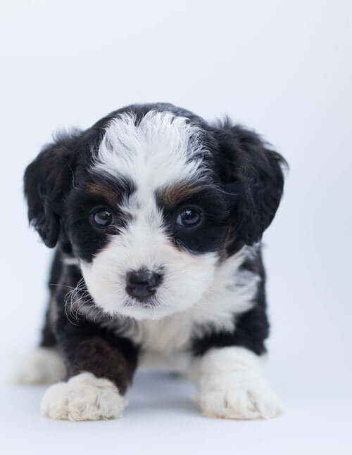 Super+Cute+Puppy+PawSheets