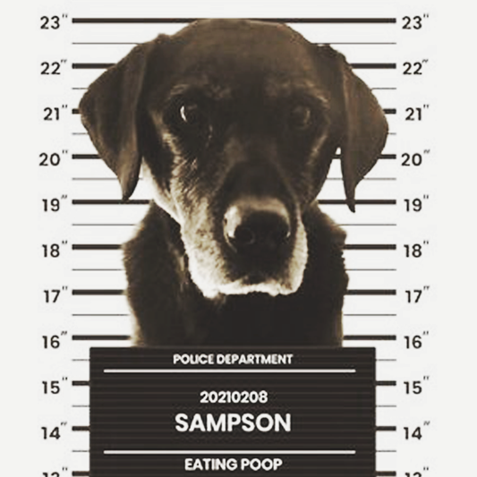 Dog Mugshots: A Cute, Funny & Heartwarming Gift Idea