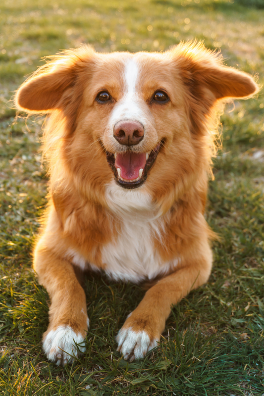 Brush Up on Pet Dental Care - February is Pet Dental Health Month