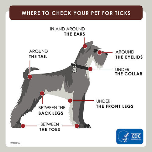 Get Ready For Tick Season – Dog Owner’s Survival Guide