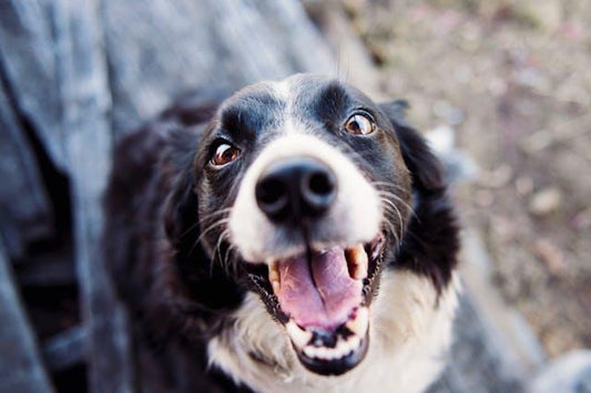 Happy Healthy Dog