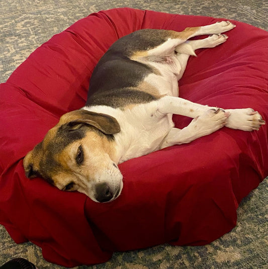 What Do Dogs Dream About?