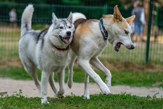 Dogs park safety in dog parks PawSheets