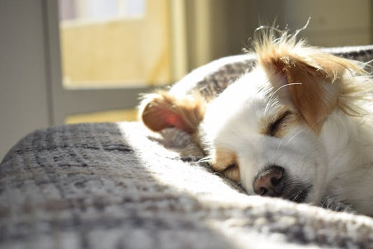How to Totally Get Rid of That Dog Bed Smell (in 2 Easy Steps!)
