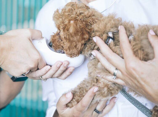 How You Can Save Money on Vet Bills