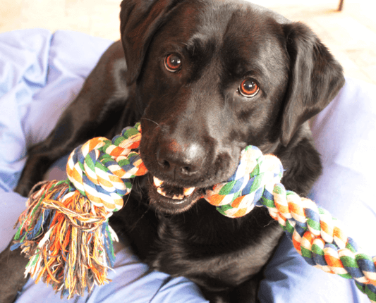 What's Living On Your Dog's Bed