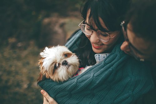 What to know for first time pet owners PawSheets dog bed covers