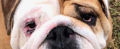 PawSheets and dog health