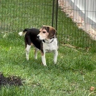 Beagle Checks Yard for Trespassing Rabbit