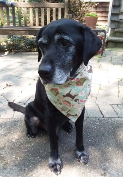 Black lab with printed dog bandana