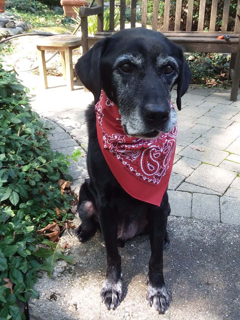 Dog wearing a large dog bandana terracotta color