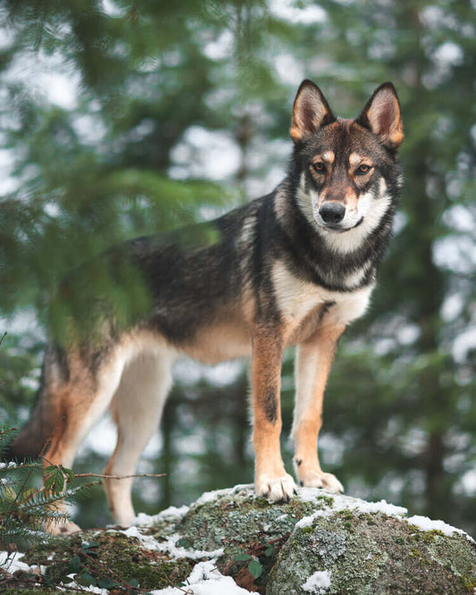 Dogs and Wolves - The Differences and Why You Should Not Adopt a Wolf Pup
