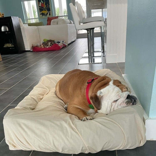English bulldog sleeping on a clean dog bed. Dog bed cover by PawSheets.