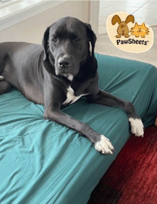 Large dog on XL Big Barkey Bed with PawSheets XXL dog bed sheet.