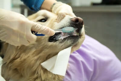 Tips for Brushing Pet Teeth