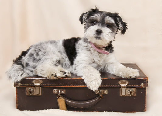 How to Navigate Pet Air Travel: Tips & Insights