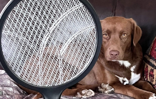 Chessie dog with electric bug zapper
