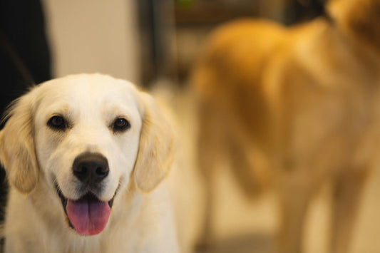 White lab at daycare 