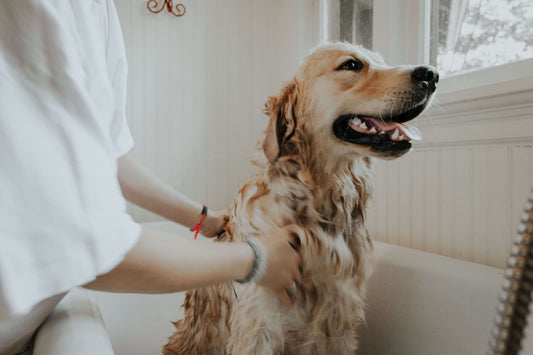 Dogs checked by vet. PawSheets help keep your dog's bed clean.