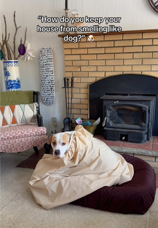 Eliminate Dog Bed Odor: Easy Way to Freshen Your Pet’s Bed and Your Home