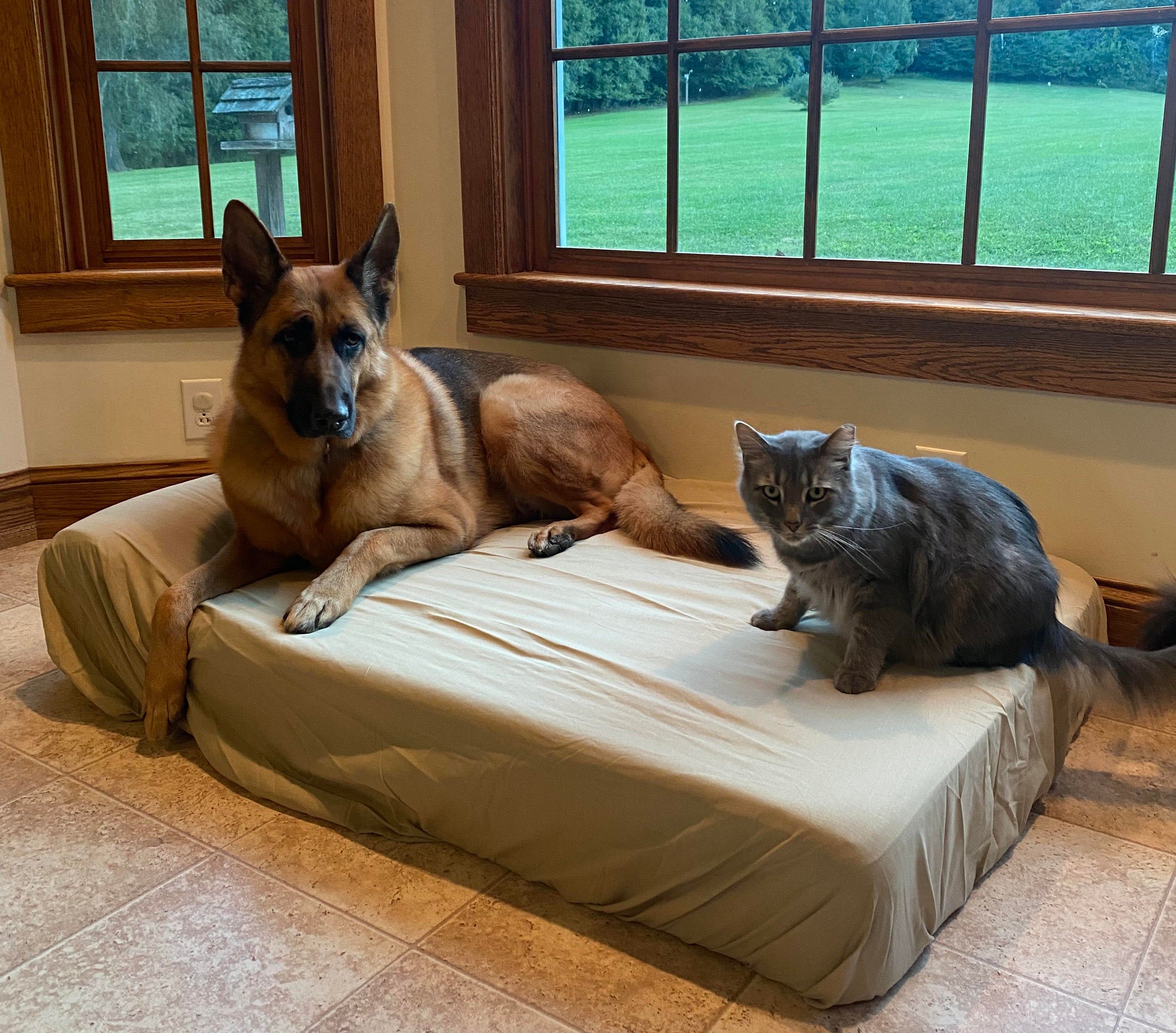 Disposable dog outlet bed covers